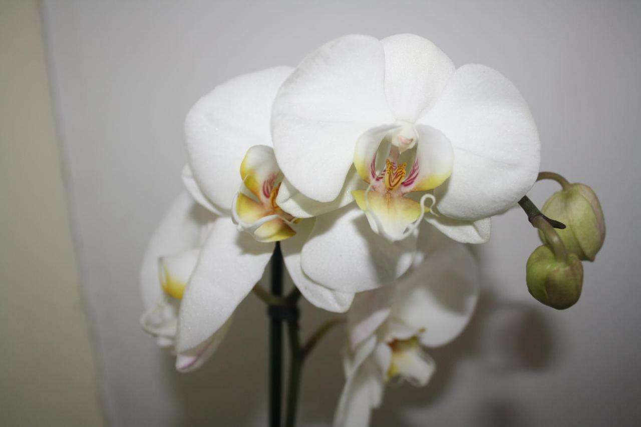 Orchid Cottage Gorges  エクステリア 写真